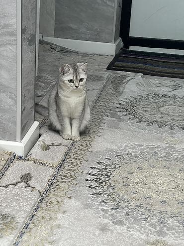 кошка британка: Британская короткошёрстная, 1 год, Девочка, Серебристая шиншилла, Приучена к лотку, Проглистована, С прививками — 1