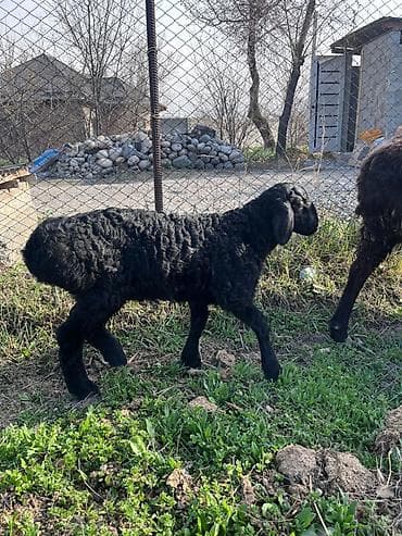 индюк самка: Продаю | Овца (самка) | Для разведения | Матка — 4