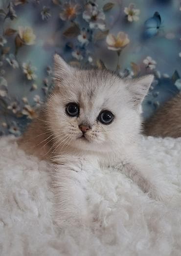 Продажа кошек: Скотиш Страйт (Шотландская прямоухая), 2 месяца, Девочка, Серебристая шиншилла, Приучена к лотку, Проглистована — 6