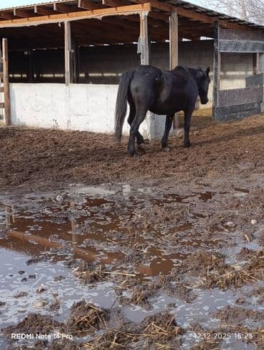 кормовая соль для животных: Продаю | Кобыла (самка) | Для разведения | Мерин — 9