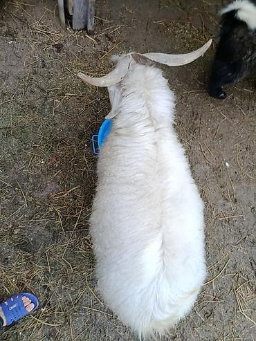 цепи для животных: Продаю | Козёл (самец) | Для разведения | Осеменитель — 3