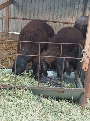 продажа кормов для сельскохозяйственных животных: Продаю | Овца (самка) | Арашан | Для разведения | Племенные, Котные, Осеменитель — 20