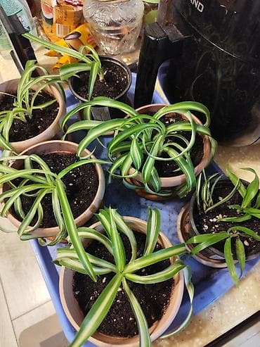 Кактусы: Цветы от 150 сом, комнатные адаптированые. Алоэ Вера детки, Алоэ — 7