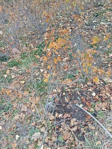 Саженцы смородины (кустарники) - Многоствольные кусты смородины