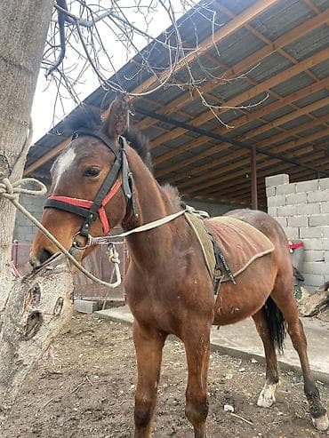 бишкек собака: Сатам | Байтал | Аргын, Дончак | Көбөйтүү үчүн | Асыл тукумдуу — 1