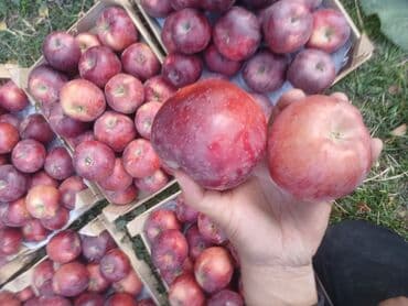 голубика бишкек цена: Яблоки Превосходное, Оптом — 1