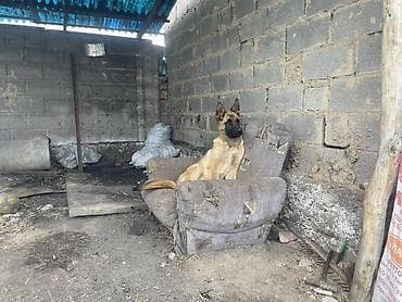 золотой ретривер щенок: Собака даром: Бельгийская овчарка, 6 месяцев, Самец — 1