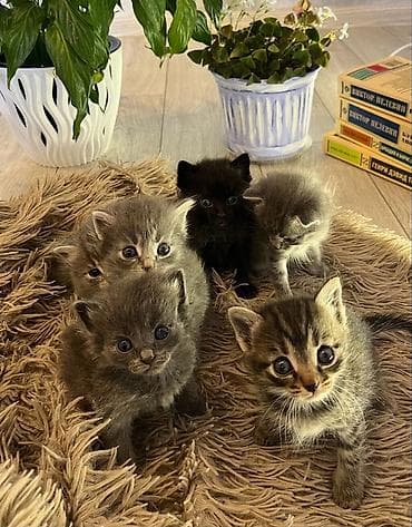 Үй жаныбарлары: Котята, короткошёрстные домашние, полосатые табби с белыми отметинами — 1
