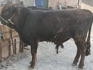 голова коровы: Продаю | Бык (самец) | На откорм | Привязанные — 4