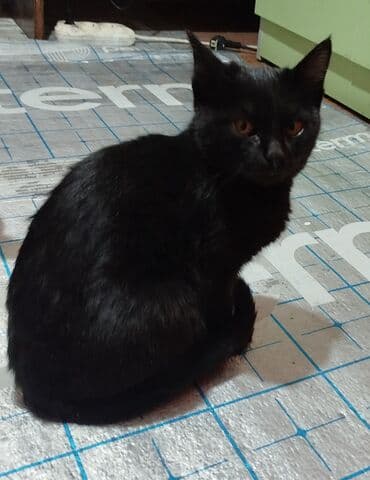 продажа породистых котят: Породасыз, 4 айлык, Эркек, Кара, Лотокко барууга үйрөтүлгөн — 1