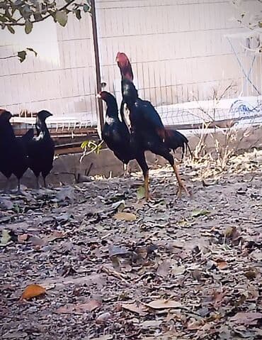 возьму собаку в добрые руки: Продаю | Петух | Бойцовая | Для разведения — 1