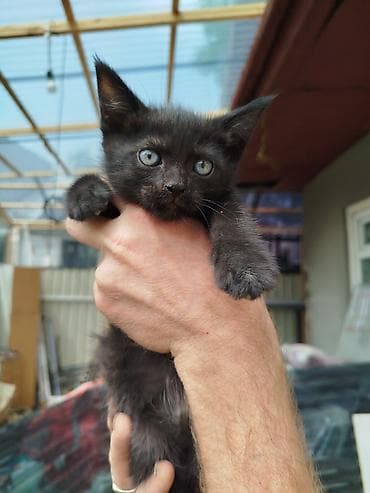 Отдам котят в добрые руки. 1,5 месяца. К лотку приучены. Кушают сами