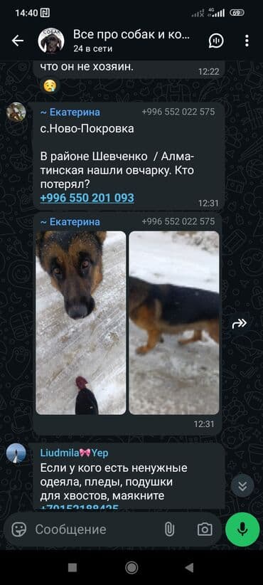 сабака дратхар: ‼️‼️‼️‼️‼️‼️💕💕💕💕срочно нужен любящий хозяин, телефон на фото — 7