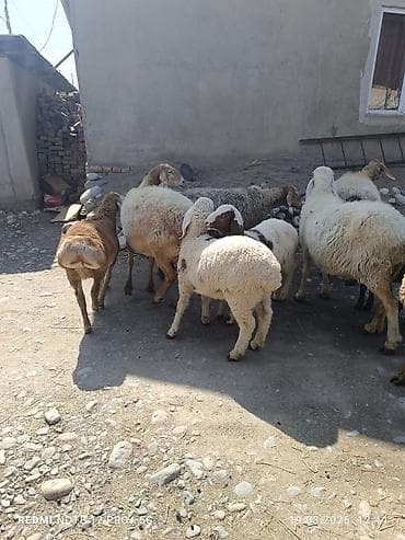 кур несушки: Продаю | Овца (самка) | Полукровка | Для разведения | Матка — 6