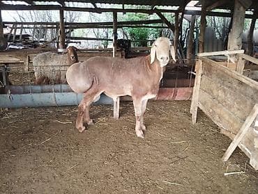 кой козусу: Продаю | Баран (самец) | Арашан | Для разведения | Племенные — 2