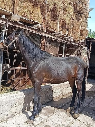 кой порода: Продаю | Конь (самец) | Рабочий — 5