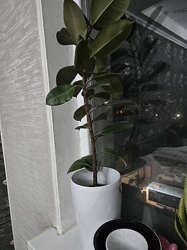 Фикус эластика (каучуконосный) в горшке - Высота растения: около