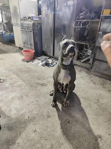 арзан иттер: Американский булли, окрас серо-белый (blue/white), купированные уши — 3