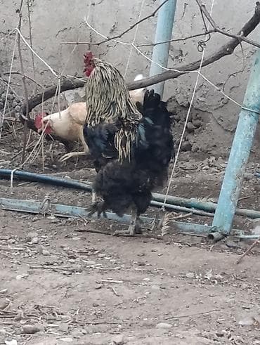 домашнии куры: Продаю | Петух | Кохинхин | Для разведения — 4