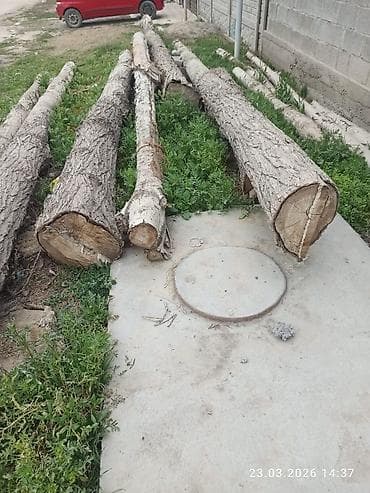 отун дрова сатылат: Бревна из лиственных пород, распиленные на отрезки разной длины и — 2