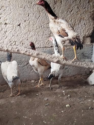 электровелосипеды бишкек: Электровелосипед, Б/у — 6