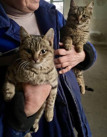 шиншилла британская кошка цена: Отдам в ОЧЕНЬ добрые руки котят невероятной красоты! Находятся в — 14