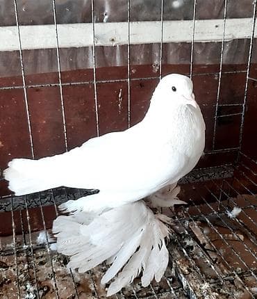 сколько стоит голубой ара: Бакинские по 300 сом. Северокавказский голубь самец 1500 сом. пара — 7