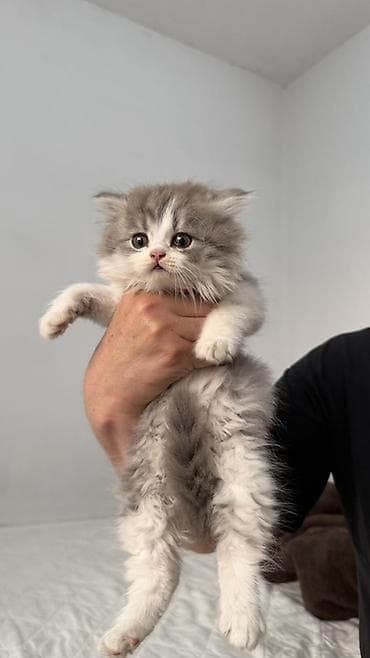 продам котят шотландских: Продаются пушистые шотландские котята, длинношерстные, окрасы: серый — 4