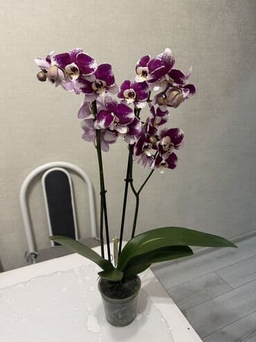 петуния цветы: Орхидеи сортовые в наличии.Цена от 800c-1600с.Бишкек — 4