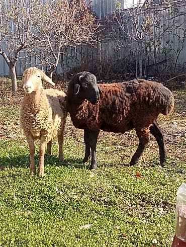 Продаю | Овца (самка), Ягненок, Баран (самец) | Эдильбаевская, Гиссарская, Арашан | Для разведения, Для шерсти, На забой | Ярка at lalafo.kg Продаю | Овца (самка), Ягненок, Баран (самец) | Эдильбаевская, Гиссарская, Арашан | Для разведения, Для шерсти, На забой | Ярка