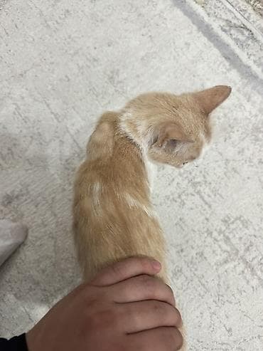 купить мейн кун: Кошка домашняя, короткошёрстная, окраса кремово-белый (биколор) — 2