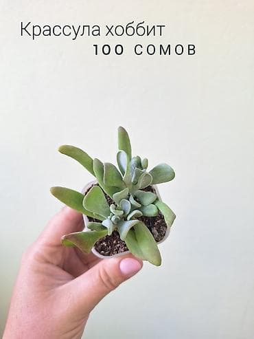 фитолампа: 💚 Комнатные растения от 100 сомов (детки/укоренённые растения) — 4