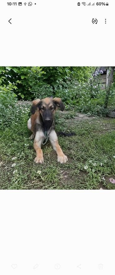 Собаки: Собака даром: Тайган, 5 месяцев, Самка — 3