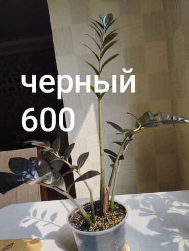 антуриум бишкек: Антуриум,светлое место,любит увлажнение,опрыскивать,не допускать — 3