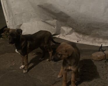 французский бульдог купить бишкек: Овчарка, 2 месяца, Самка — 21