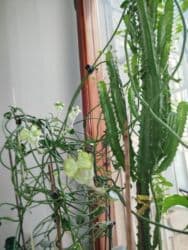 аихризон купить: Церопегия Сандерсона,большой горшочек цена 1000 сом.цветет в данный — 12