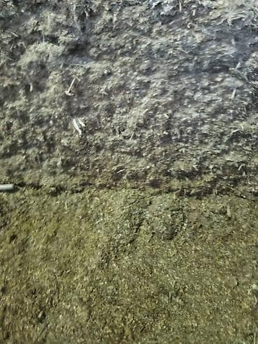 жмых подсолнечный купить: Кукурузный силос (корм для КРС) С погрузкой 6.50 Описание: - Однородно — 3