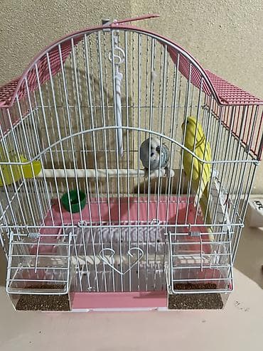 линчжи феникс: Купили птиц 1 день назад Причина продажи срочный переезд Мальчик и — 3