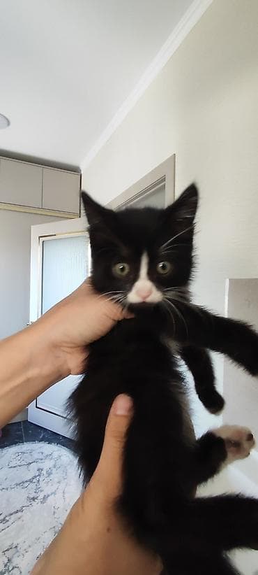 где можно купить кошку в бишкеке: Отдам котёнка в добрые руки 🐾 Девочка, 3 месяца. Очень умная, ласковая — 3