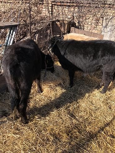 као мани сколько стоит: Продаю | Музоо, торпок | На откорм | Привязанные — 2