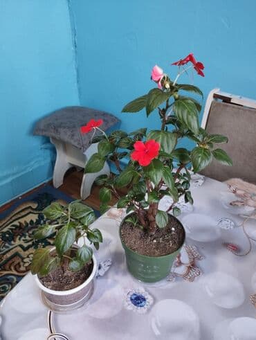 форма брусчатка цена бишкек: Продаю комнатные цветы цены разные от 250-500.обмен интересует на — 6