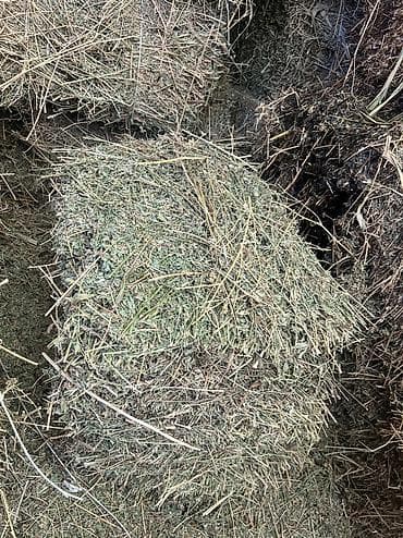 grass химия: Продается сено клевер Хорошего качества 2 укос Разнотравие — 1