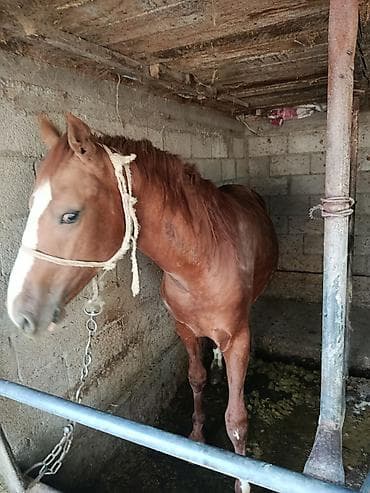 Животные: Продаю | Конь (самец) | На забой — 4