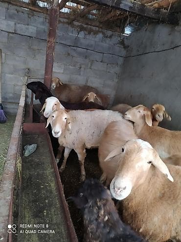 зеленый пиджак: Женский костюм из трикотажа, цвет хаки. Комплект состоит из: - — 3