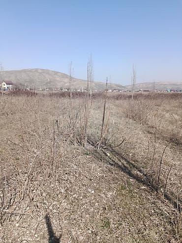 Саженцы at lalafo.kg Саженцы