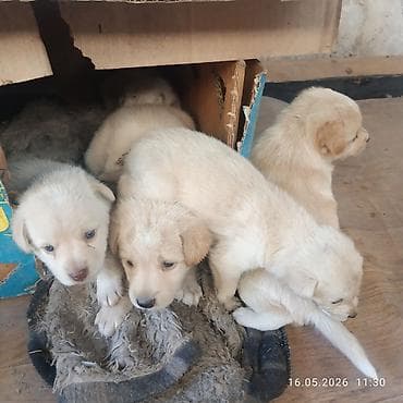 ковчег приют для животных бишкек: Собака даром: 1 месяц, Самец — 2