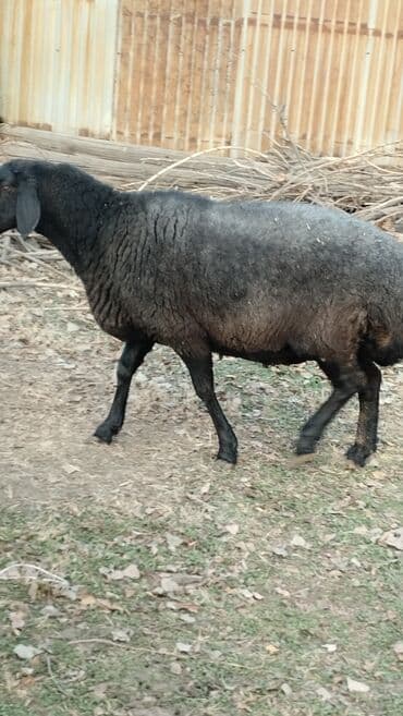 животные котенок: Продаю | Овца (самка) | Гиссарская | Для разведения — 4