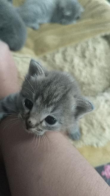 голая кошка сфинкс цена: Кошка даром: Беспородная, 1 месяц, Мальчик, Метис — 3