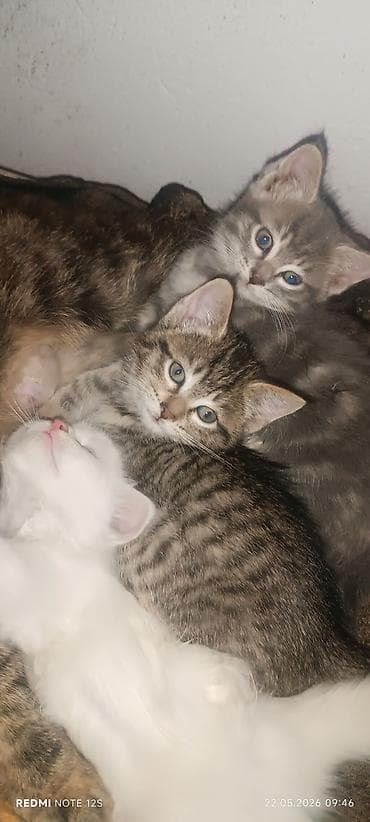 Котята домашние, помёт разной окраски: - тигровые (табби) с