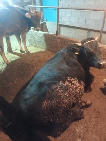 Ветеринар кызматы: Сатам | Бука (эркек) — 7